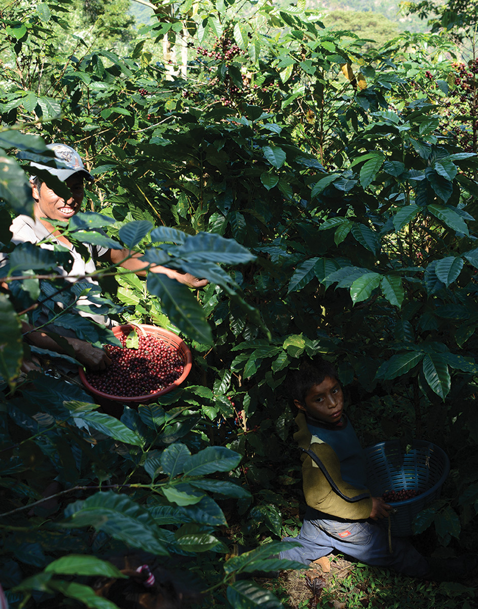 FamilyPickingCherries