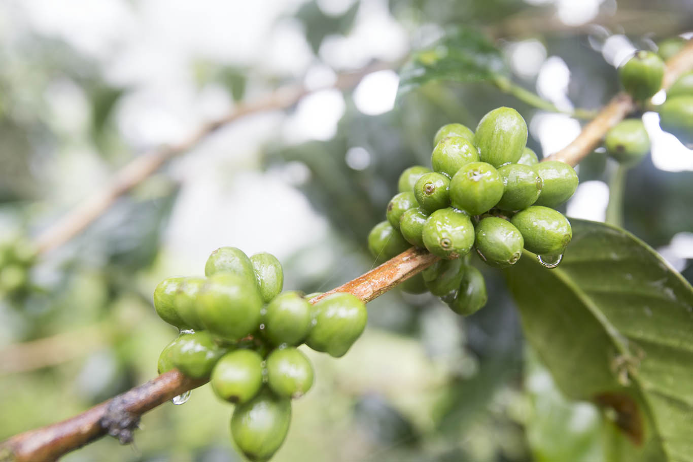 Unripe geisha at Finca la Mula.